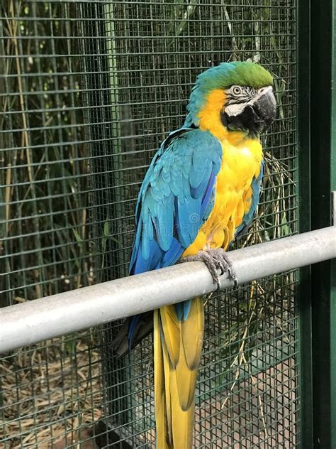 Big Parrot In The Zoo Stock Image Image Of Cute Parrots 144704457