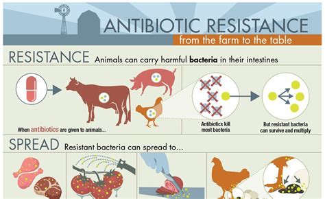 Livestock Antibiotics Livestock Cattle