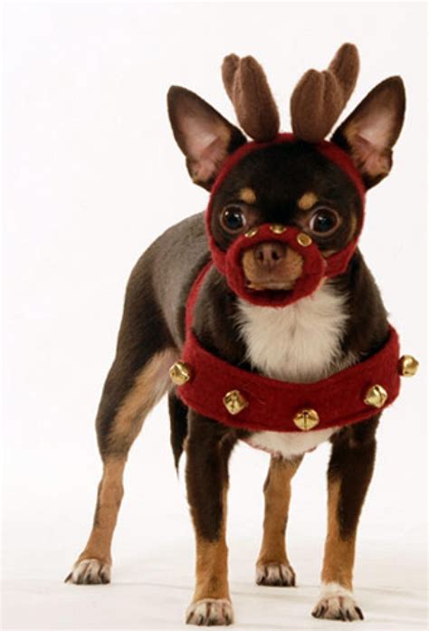 Your Holiday Pet Photos Christmas Dog Costume Dog Christmas Clothes