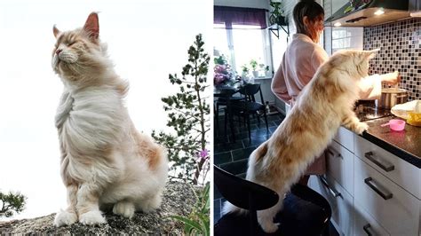 The Massive Maine Coon Cat Making Everyday Cat Life Look