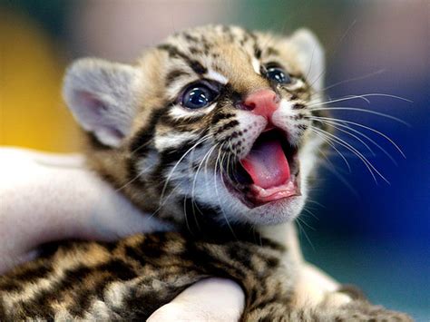 Amazing Creatures Another Cute Baby Animal Pictures