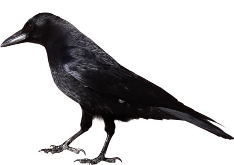 Crow Google Search Crow Photos Crow Black Crow