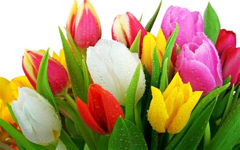 Fresh Tulips Wallpapers Hd Wallpapers Id 8850