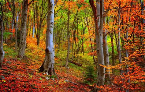 Autumn Woods Wallpapers Top Free Autumn Woods Backgrounds