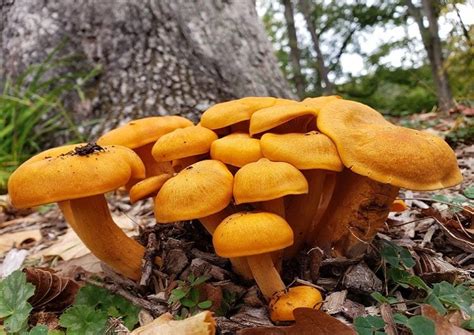 11 Most Poisonous Mushrooms In Kentucky You Must Not Eat
