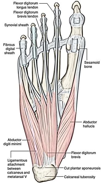 Thank you for your attention. Easy Notes On 【Muscles of The Foot】Learn in Just 4 Minutes ...
