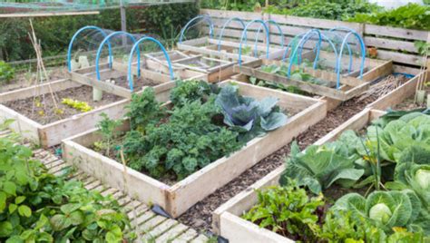 9 miniature vegetables and fruits you can grow in your garden. Study finds variation of lead uptake in fruits, veggies ...