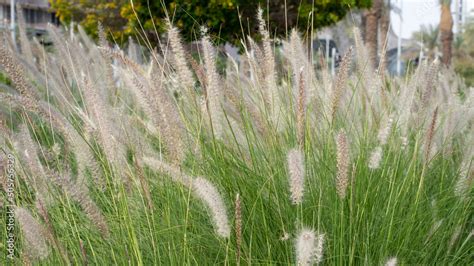 Pennisetum Alopecuroides Hameln Chinese Fountain Grass A Beautiful My