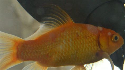 Goldfish Disease Diseases Aquarium World