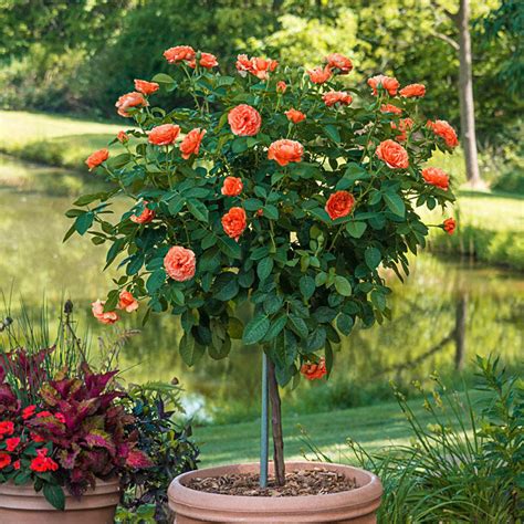 Coral Drift Rose Tree — Plantingtree