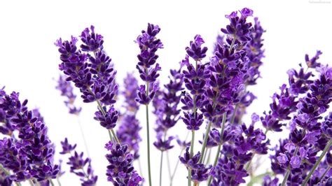 Lavender Flower Wallpapers Top Free Lavender Flower Backgrounds