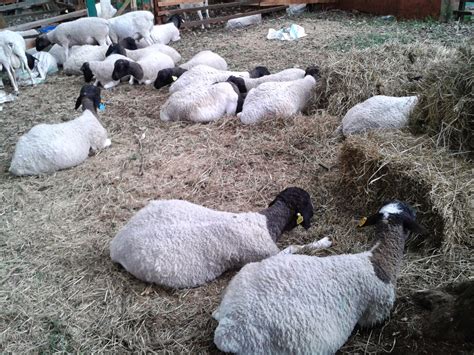 Livestock Kenya Breeding Sheep
