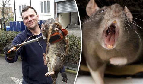 Pest Experts In The Uk Warn Giant Rats Can Invade Your House Through