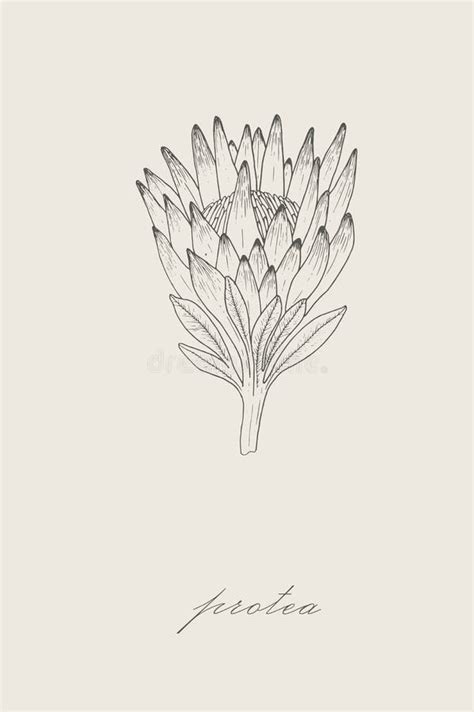 Vector Hand Drawn Protea Flower Outline Illustration Large African
