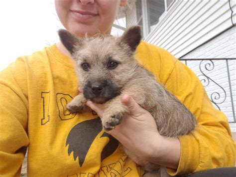 Purebred Cairn Terriers Davenport Puppies For Sale Near Me