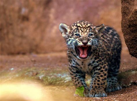 Loro Parque Begins The Year With The Birth Of Twin Jaguars Loro Parque