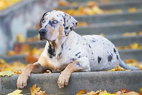 Catahoula Leopard Dog Breed Information 2019 Dogmylife
