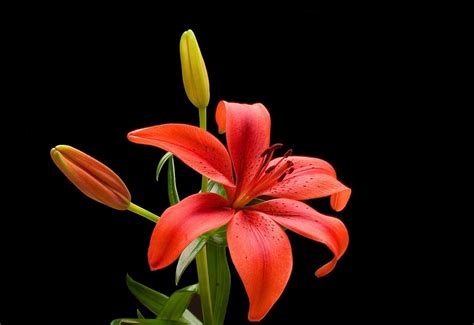 Lily Flower Wallpaper Red Lily Flower Image 27720