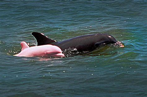 Rare Pink Dolphin Nicknamed Pinkie Spotted Mating In Louisiana