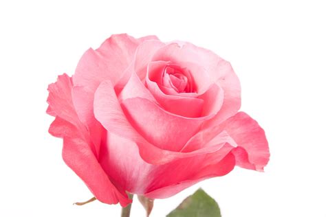 Pink Rose Picture Hd Natural Pink Rose 2793
