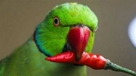 30 foods cats can and can't eat. Can i feed my bird Chilli? — Queenslander Aviaries