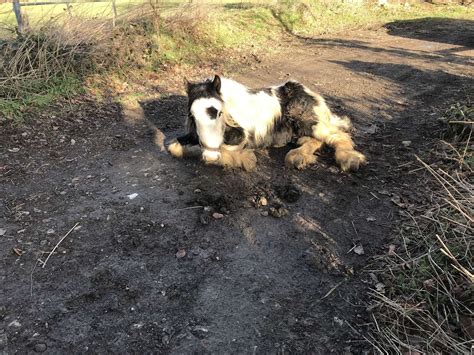 Do You Know Who Dumped Dying Pony On Maidstone Footpath