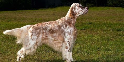 English Setter Puppies For Sale In Iowa English Setter Poodle Mix For