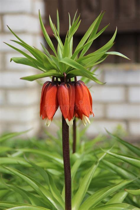 Beautiful Red Fritillaria Imperialis Flower Close Up Crown Imperial