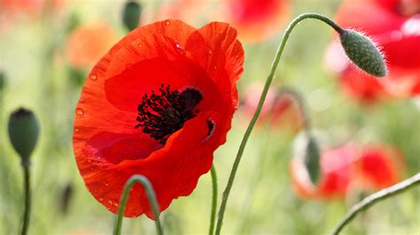 1920x1080 Poppy Flower Macro Bright Summer Drops Coolwallpapersme