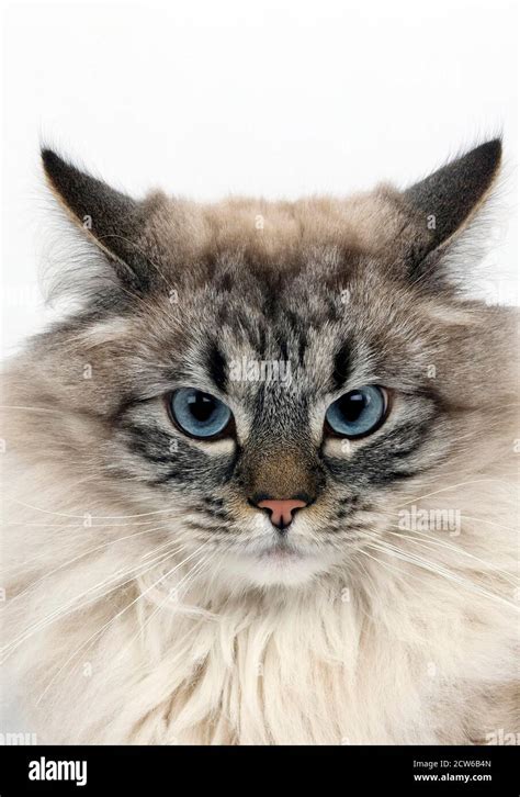 Seal Tabby Point Neva Masquerade Siberian Domestic Cat Portrait Of