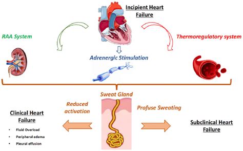 The Role Of The Sweating Gland In Heart Failure Patients Download