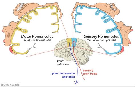 Homunculus Nervous System Lesson Fundamental