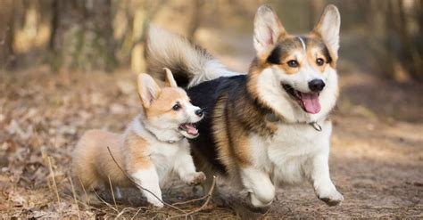 American Corgi Vs Pembroke Welsh Corgi Whats The Difference