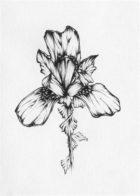 Iris Drawing By Christopher Lem
