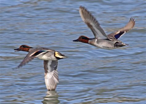 Pictures And Information On Green Winged Teal