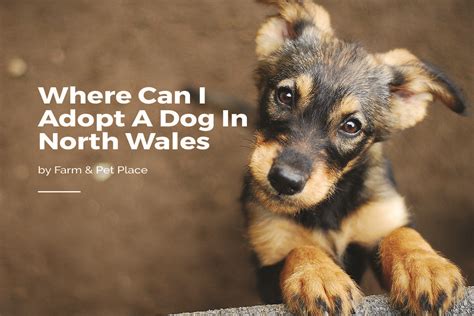 To ensure the best adoption experience, the humane society of charlotte has instituted adoption by appointment only. Where can I Adopt a Dog in North Wales?