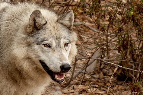 Oakland Zoo Gray Wolf