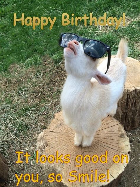Happy Birthday Cute Goat