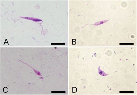 Morphological Forms Of Leishmania Occurring In Sand Fly Midgut Of Lu Download Scientific