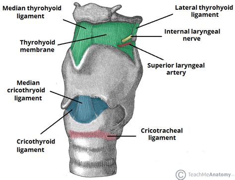 Cricothyroid Membrane Surface Anatomy