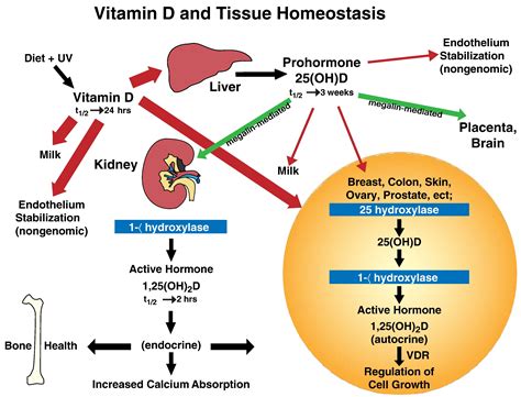 Understanding Vitamin D Metabolism In Pregnancy From Physiology To