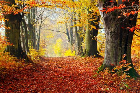 autumn,-fall-forest-nature-photos-on-creative-market