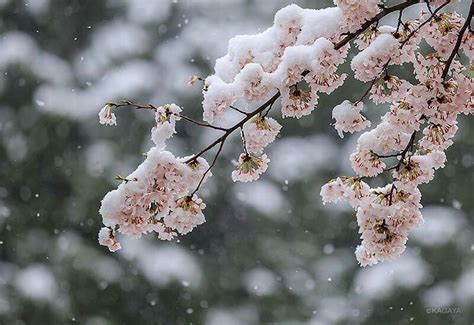 Cherry Blossom Snow Winter Flowers Love Flowers Cherry Blossom Japan