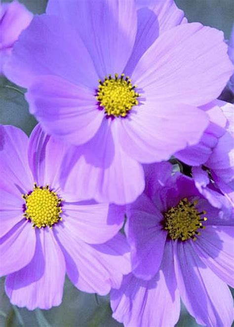 Purple Cosmos Greeting Card For Sale By Patrick Kessler Cosmos