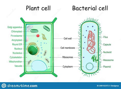 Plant Cell Animal Cell And Bacteria Cell