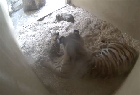 Rare Tiger Cub Twins Born At The Zoo Chester Zoo