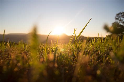 Free Picture Field Grass Sunrise Herb Sun Nature Summer Landscape