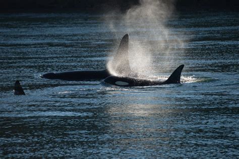 Southern Resident Killer Whales J Pod Missing For 108 Days Baleines