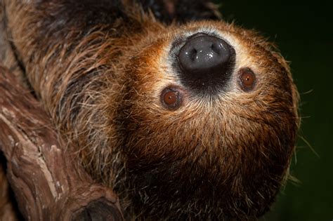 Why Sloth So Slow Hutomo
