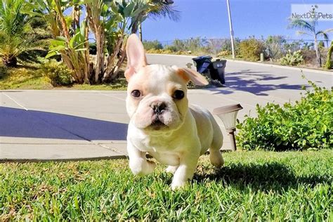 San diego french bulldogs, escondido, california. French Bulldog puppy for sale near San Diego, California | fce89c58-f4f1 | French bulldog ...